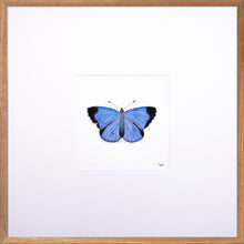 Load image into Gallery viewer, Torchbearer<br>Forest Meadow<br>50 x 50 cm.