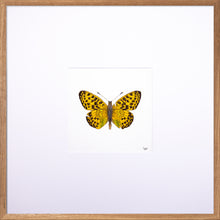 Load image into Gallery viewer, Torchbearer<br>Forest Pearl<br>50 x 50 cm.