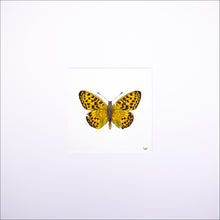 Load image into Gallery viewer, Torchbearer<br>Forest Pearl<br>50 x 50 cm.