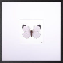 Load image into Gallery viewer, Torchbearer<br>Whisper of Wind<br>50 x 50 cm.