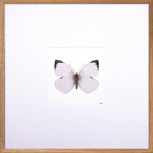 Load image into Gallery viewer, Torchbearer<br>Whisper of Wind<br>50 x 50 cm.