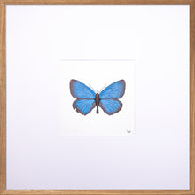 Load image into Gallery viewer, Torchbearer<br>Meadow Sapphire<br>50 x 50 cm.