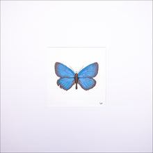 Load image into Gallery viewer, Torchbearer<br>Meadow Sapphire<br>50 x 50 cm.