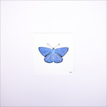 Load image into Gallery viewer, Torchbearer<br>Blue Skies<br>50 x 50 cm.