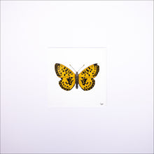 Load image into Gallery viewer, Torchbearer<br>Amber Flame<br>50 x 50 cm.