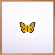 Load image into Gallery viewer, Torchbearer<br>Golden Pearl<br>50 x 50 cm.