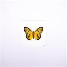 Load image into Gallery viewer, Torchbearer<br>Golden Pearl<br>50 x 50 cm.
