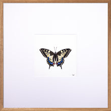 Load image into Gallery viewer, Torchbearer<br>Swallowtail<br>50 x 50 cm.