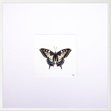 Load image into Gallery viewer, Torchbearer<br>Swallowtail<br>50 x 50 cm.