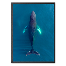 Load image into Gallery viewer, Singers of The Sea - North<br>50x70 cm.