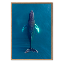 Load image into Gallery viewer, Singers of The Sea - North<br>50x70 cm.