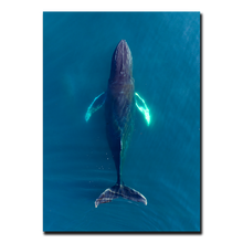 Load image into Gallery viewer, Singers of The Sea - North<br>50x70 cm.