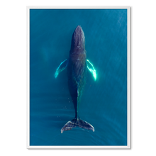 Load image into Gallery viewer, Singers of The Sea - North<br>50x70 cm.