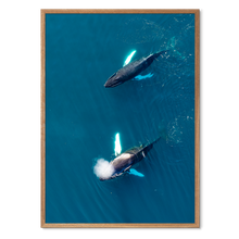 Load image into Gallery viewer, Singers of The Sea - West<br>50x70 cm.