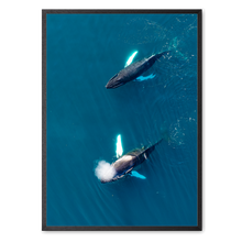 Load image into Gallery viewer, Singers of The Sea - West<br>50x70 cm.