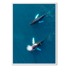 Load image into Gallery viewer, Singers of The Sea - West<br>50x70 cm.