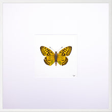 Load image into Gallery viewer, Torchbearer<br>Forest Pearl<br>50 x 50 cm.
