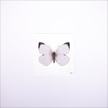 Load image into Gallery viewer, Torchbearer<br>Whisper of Wind<br>50 x 50 cm.
