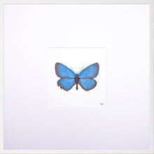 Load image into Gallery viewer, Torchbearer<br>Meadow Sapphire<br>50 x 50 cm.

