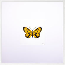 Load image into Gallery viewer, Torchbearer<br>Amber Flame<br>50 x 50 cm.
