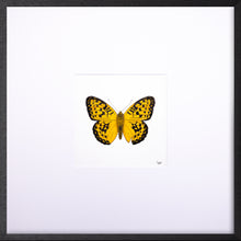 Load image into Gallery viewer, Torchbearer<br>Golden Pearl<br>50 x 50 cm.
