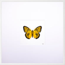 Load image into Gallery viewer, Torchbearer<br>Golden Pearl<br>50 x 50 cm.
