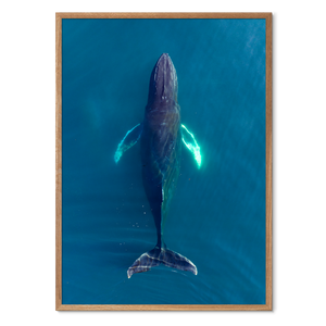 Singers of The Sea - North<br>50x70 cm.