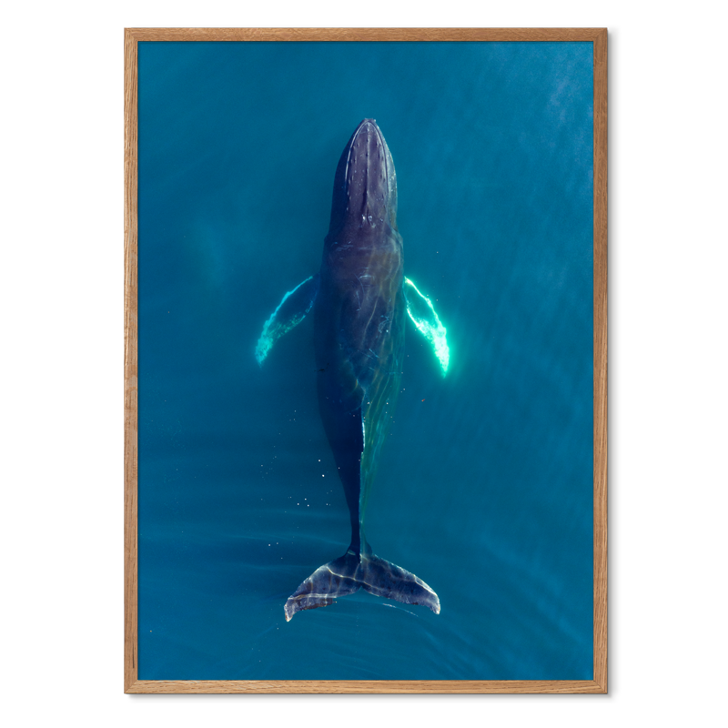 Singers of The Sea - North<br>50x70 cm.