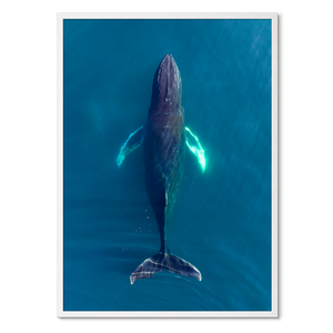 Singers of The Sea - North<br>50x70 cm.