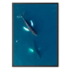 Singers of The Sea - East<br>50x70 cm.