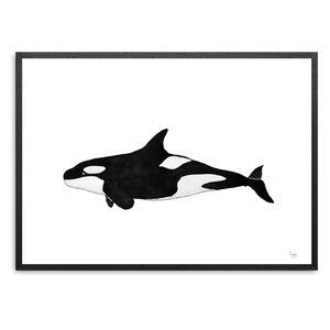 Spækhugger<br>Akvarel<br>30 x 40 cm.<br>Originalt værk