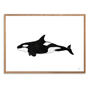 Spækhugger<br>Akvarel<br>30 x 40 cm.<br>Originalt værk