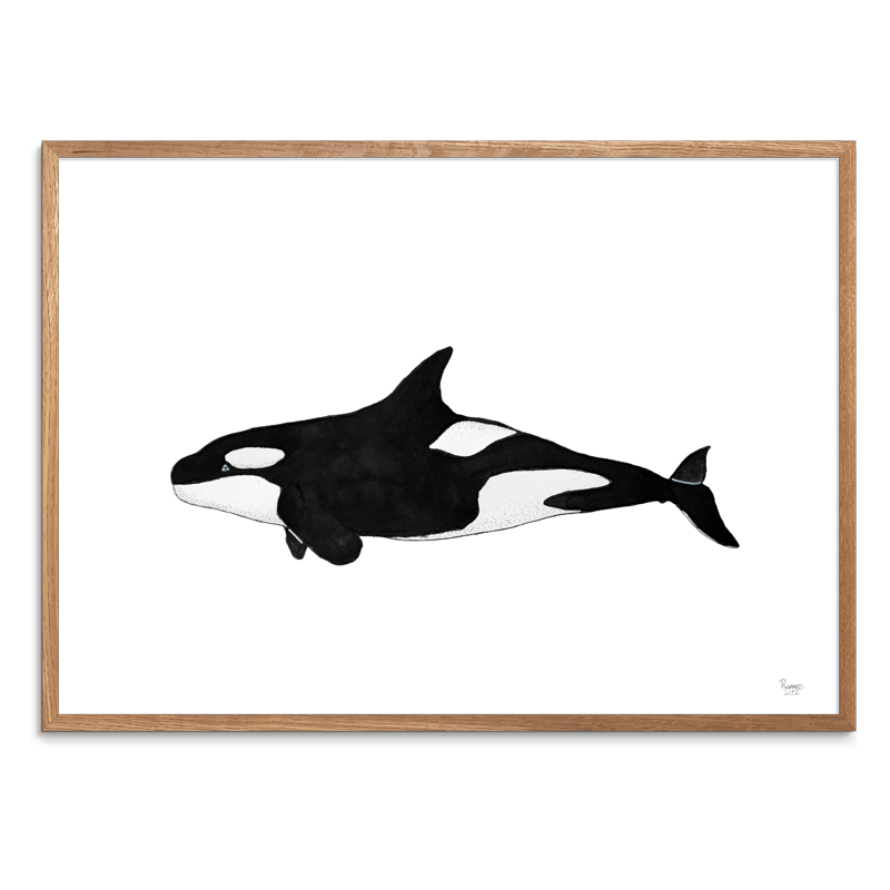 Spækhugger<br>Akvarel<br>30 x 40 cm.<br>Originalt værk