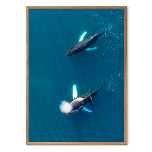 Singers of The Sea - West<br>50x70 cm.