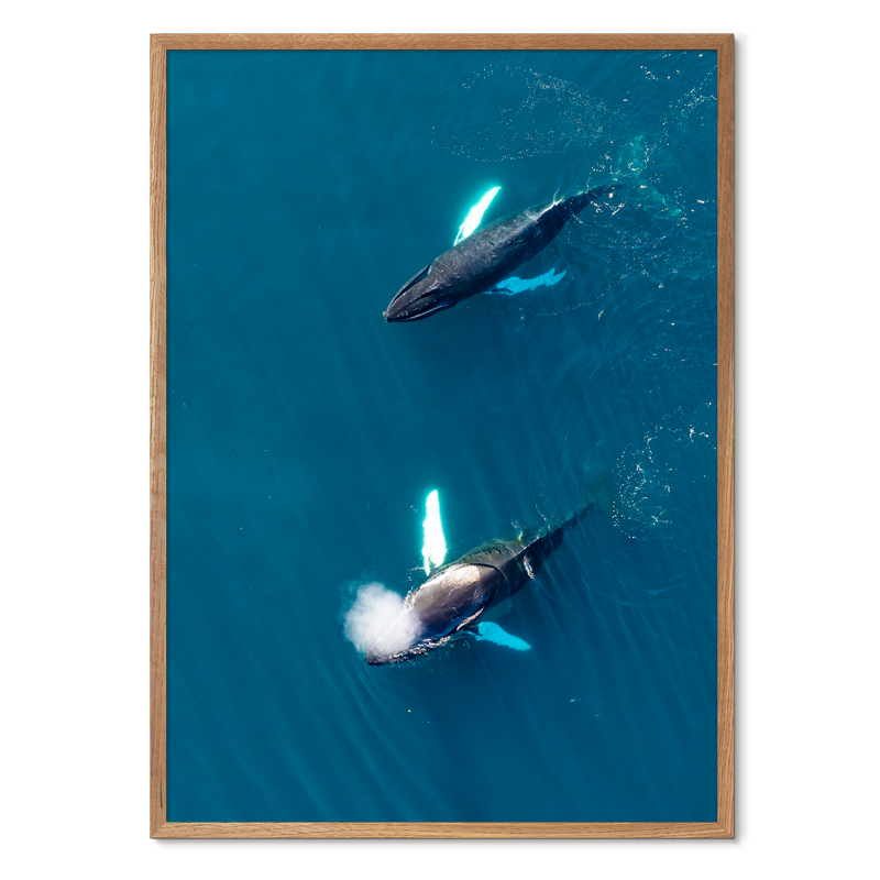 Singers of The Sea - West<br>50x70 cm.