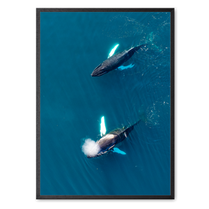 Singers of The Sea - West<br>50x70 cm.
