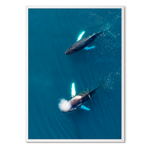 Singers of The Sea - West<br>50x70 cm.